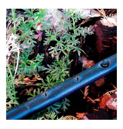 Pack con 10 tapones 4mm blue bird