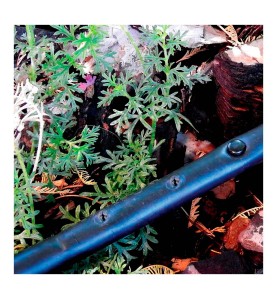 Pack con 10 tapones 4mm blue bird